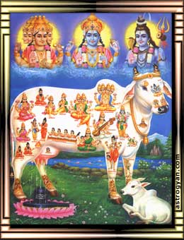 Gau Mata